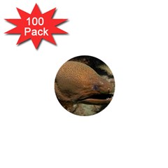 Moray Eel 1 1  Mini Buttons (100 Pack)  by trendistuff