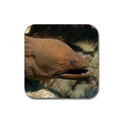 Moray Eel 1 Rubber Coaster (square)  by trendistuff