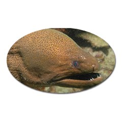 Moray Eel 1 Oval Magnet by trendistuff