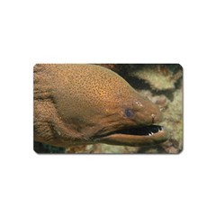 Moray Eel 1 Magnet (name Card) by trendistuff