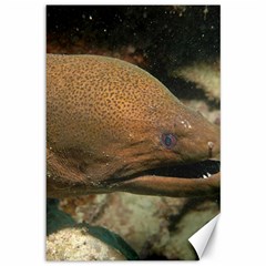 Moray Eel 1 Canvas 12  X 18   by trendistuff