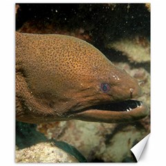 Moray Eel 1 Canvas 20  X 24   by trendistuff