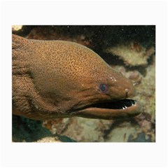 Moray Eel 1 Small Glasses Cloth (2-side) by trendistuff