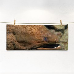 Moray Eel 1 Cosmetic Storage Cases by trendistuff