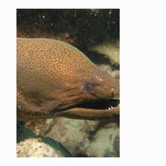 Moray Eel 1 Small Garden Flag (two Sides) by trendistuff