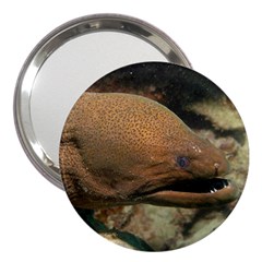 Moray Eel 1 3  Handbag Mirrors by trendistuff