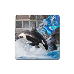 Orca 1 Square Magnet by trendistuff