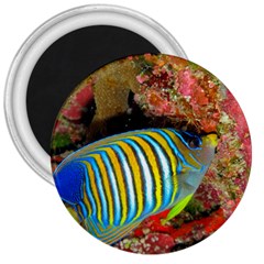 Regal Angelfish 3  Magnets by trendistuff