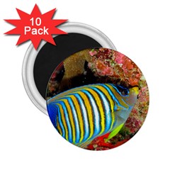 Regal Angelfish 2 25  Magnets (10 Pack)  by trendistuff