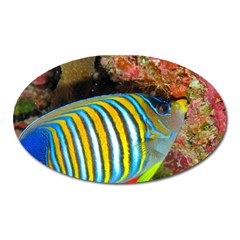 Regal Angelfish Oval Magnet by trendistuff