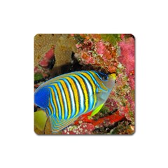 Regal Angelfish Square Magnet by trendistuff