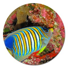 Regal Angelfish Magnet 5  (round) by trendistuff