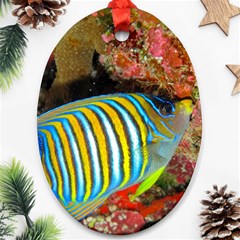 Regal Angelfish Oval Ornament (two Sides) by trendistuff