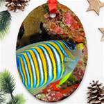 REGAL ANGELFISH Oval Ornament (Two Sides) Front