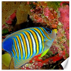 Regal Angelfish Canvas 20  X 20   by trendistuff