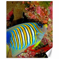 Regal Angelfish Canvas 11  X 14   by trendistuff