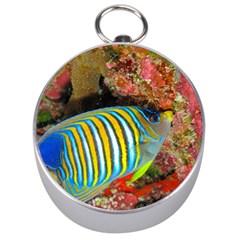 Regal Angelfish Silver Compasses by trendistuff