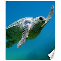 Sea Turtle 2 Canvas 20  X 24   by trendistuff