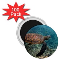 Sea Turtle 3 1 75  Magnets (100 Pack)  by trendistuff