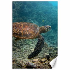 Sea Turtle 3 Canvas 24  X 36  by trendistuff