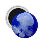 SPOTTED JELLYFISH 2.25  Magnets