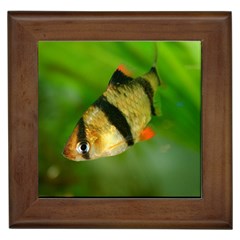 Tiger Barb Framed Tiles by trendistuff