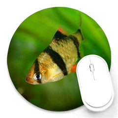 Tiger Barb Round Mousepads by trendistuff