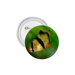 Tiger Barb 1 75  Buttons by trendistuff