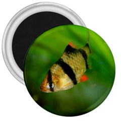 Tiger Barb 3  Magnets by trendistuff