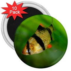 Tiger Barb 3  Magnets (10 Pack)  by trendistuff