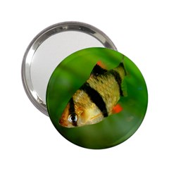 Tiger Barb 2 25  Handbag Mirrors by trendistuff