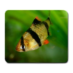 Tiger Barb Large Mousepads by trendistuff