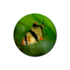 Tiger Barb Rubber Coaster (round)  by trendistuff