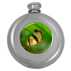 Tiger Barb Round Hip Flask (5 Oz) by trendistuff