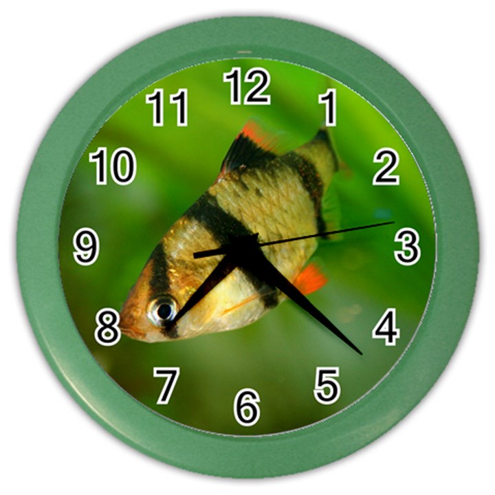 TIGER BARB Color Wall Clocks