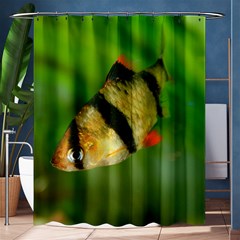 Tiger Barb Shower Curtain 60  X 72  (medium)  by trendistuff