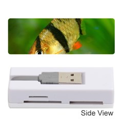 Tiger Barb Memory Card Reader (stick)  by trendistuff