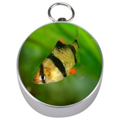 Tiger Barb Silver Compasses by trendistuff