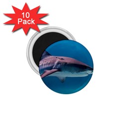 Tiger Shark 1 1 75  Magnets (10 Pack)  by trendistuff