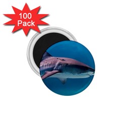 Tiger Shark 1 1 75  Magnets (100 Pack)  by trendistuff