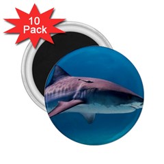 Tiger Shark 1 2 25  Magnets (10 Pack)  by trendistuff