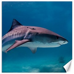 Tiger Shark 1 Canvas 12  X 12   by trendistuff