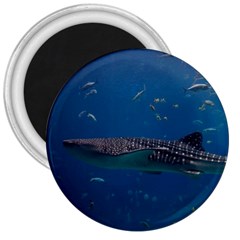 Whale Shark 1 3  Magnets by trendistuff