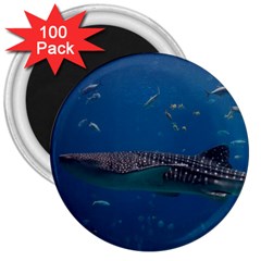 Whale Shark 1 3  Magnets (100 Pack) by trendistuff