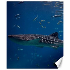 Whale Shark 1 Canvas 8  X 10  by trendistuff