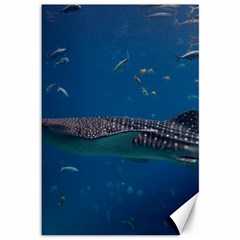 Whale Shark 1 Canvas 12  X 18   by trendistuff