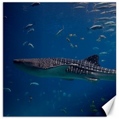 Whale Shark 1 Canvas 20  X 20   by trendistuff