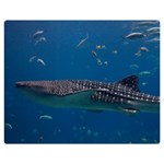 WHALE SHARK 1 Double Sided Flano Blanket (Medium)  60 x50  Blanket Front