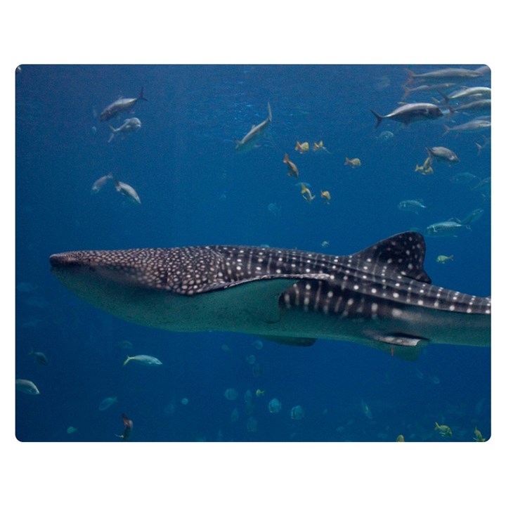 WHALE SHARK 1 Double Sided Flano Blanket (Medium) 