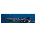 WHALE SHARK 1 Satin Scarf (Oblong) Front